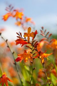 Crocosmia