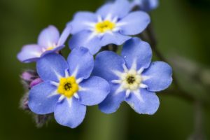 2016-07-ForgetMeNot