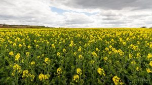 The Yellow Fields