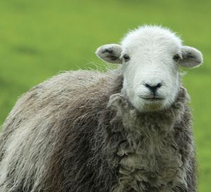 ff-herdwicks