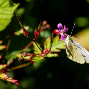 Flower Fairies - The Fairies Of The Garden - May Club