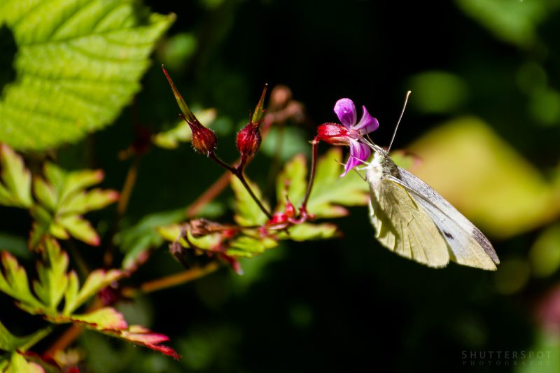 Flower Fairies - The Fairies Of The Garden - April Club